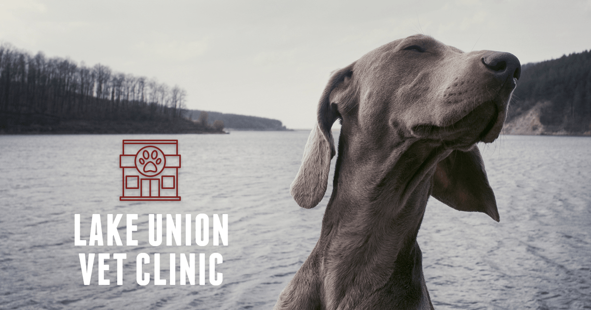 Lake Union Veterinary Clinic